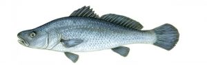 fishing boat hire for malloway
