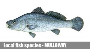 fishing boat hire melbourne mulloway