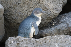 St Kilda Penguins Melbourne