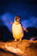 St Kilda Penguins Melbourne